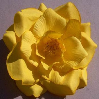 Wild rose