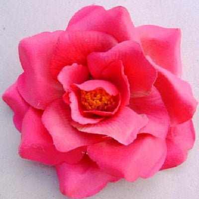 Wild rose
