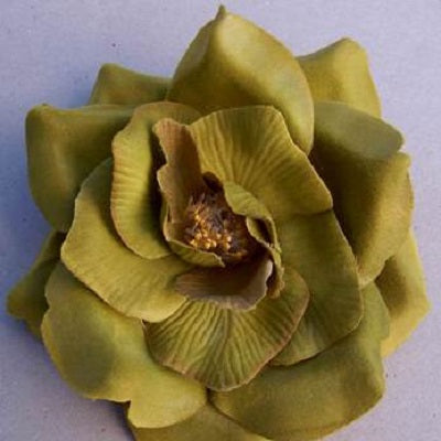 Wild rose